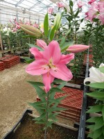 [5678 VZ W10 0999-01 No01.JPG]